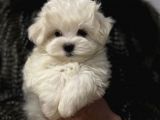 Sıfır Numara Maltese Mini Boy Yavrular