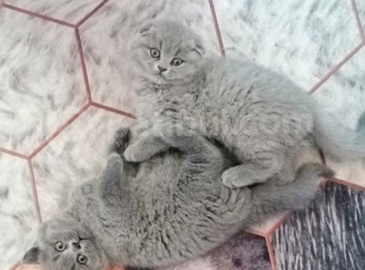 Scotish Fold Erkek Yavru Yuvasını Arıyor görsel