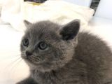 British Shorthair Erkek