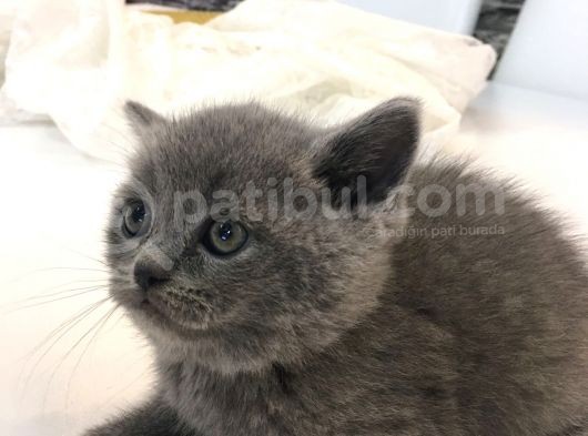British Shorthair Erkek