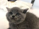  erkek British shorthair