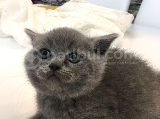 Erkek British Shorthair