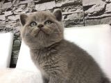 British Shorthair Erkek
