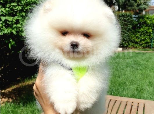 Teddy Face Pomeranian Boo Yavrularımız görsel