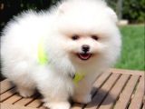 Teddy Face Pomeranian Boo Yavrularımız