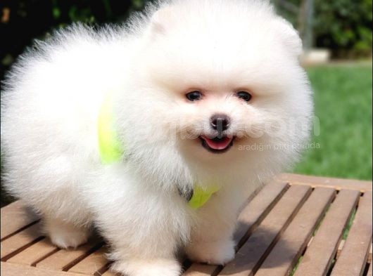Teddy Face Pomeranian Boo Yavrularımız görsel