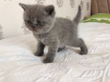 British shorthair dişi