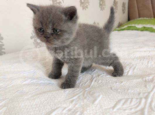 British Shorthair Dişi