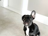3.5 Aylık Orjinal Blue Tan Oyuncu French Bulldog Yavru