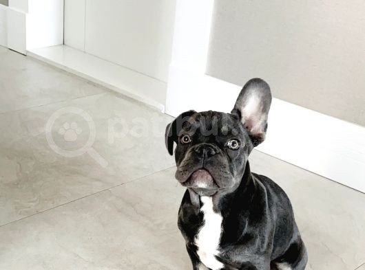 3.5 Aylık Orjinal Blue Tan Oyuncu French Bulldog Yavru