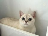Dişi British Shorthair Yavrumuz