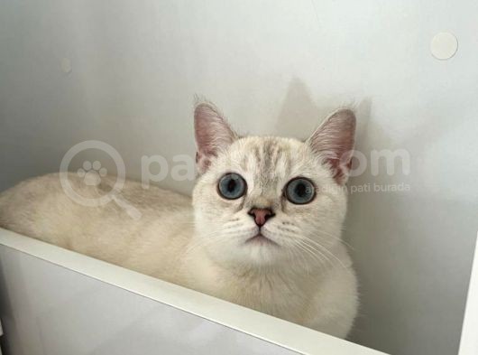Dişi British Shorthair Yavrumuz görsel