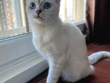 Dişi British Shorthair Yavrumuz