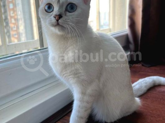 Dişi British Shorthair Yavrumuz