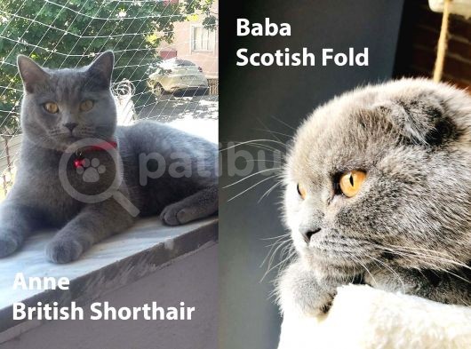 Scotish Fold Erkek Yavru Yuvasını Arıyor görsel