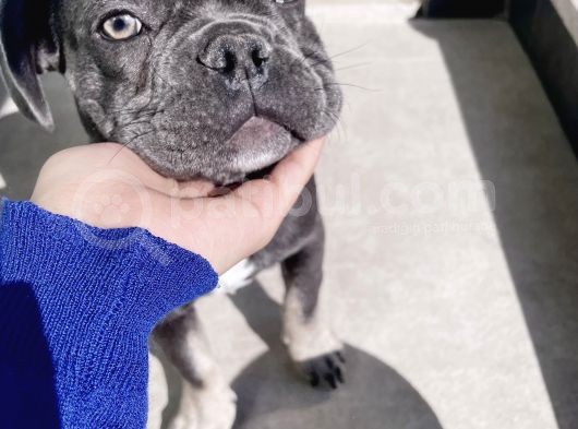 3.5 Aylık Orjinal Blue Tan Oyuncu French Bulldog Yavru görsel