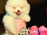 Pomerani̇an Boo Kusursuz Karbeyaz