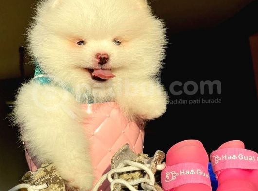 Pomerani̇an Boo Kusursuz Karbeyaz