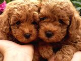 Dünya Tatlisi Poodle Yavrulari