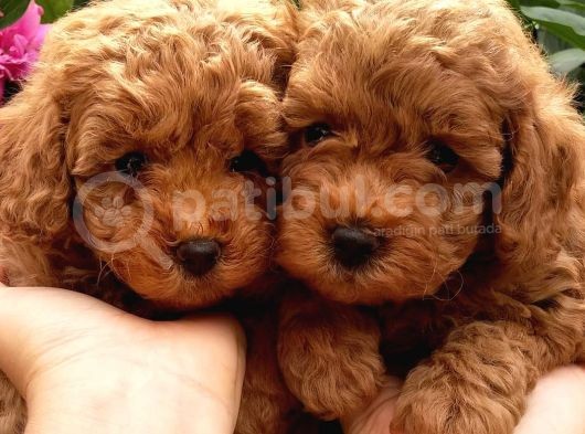 Dünya Tatlisi Poodle Yavrulari