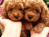 Dünya Tatlisi Poodle Yavrulari
