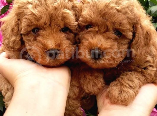 Dünya Tatlisi Poodle Yavrulari görsel