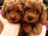 Dünya Tatlisi Poodle Yavrulari
