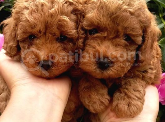 Dünya Tatlisi Poodle Yavrulari görsel