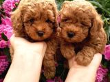 Dünya Tatlisi Poodle Yavrulari