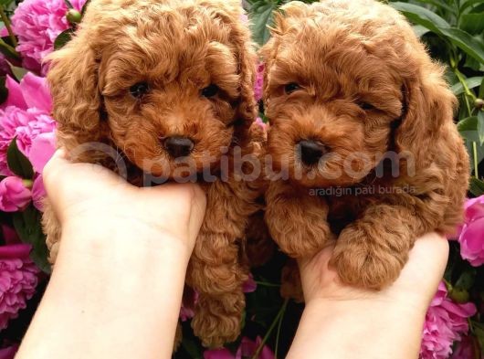 Dünya Tatlisi Poodle Yavrulari görsel