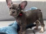 Blue Tan French Bulldog Yavrulari