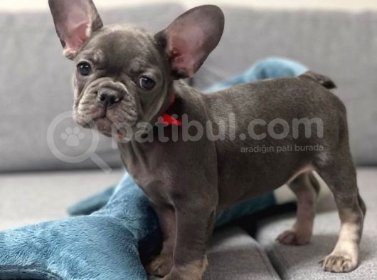 Blue Tan French Bulldog Yavrulari