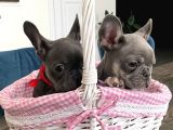 Blue Tan French Bulldog Yavrulari