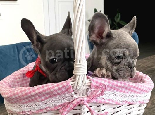 Blue Tan French Bulldog Yavrulari görsel