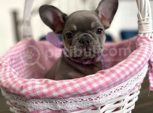 Blue Tan French Bulldog Yavrulari görsel