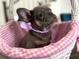 Blue Tan French Bulldog Yavrulari