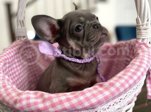 Blue Tan French Bulldog Yavrulari görsel