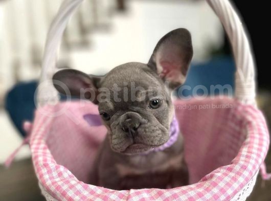 Blue Tan French Bulldog Yavrulari görsel