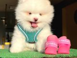 Pomerani̇an Boo Kusursuz Karbeyaz