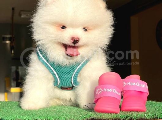 Pomerani̇an Boo Kusursuz Karbeyaz görsel