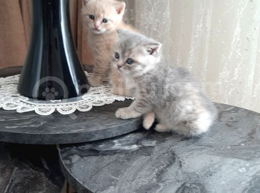 Mercan Ve Pars'In Saglikli Ve Asil Yavruları görsel