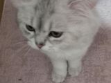 Yeni Sahibini Arıyor