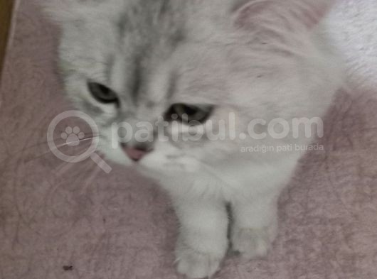 Yeni Sahibini Arıyor görsel