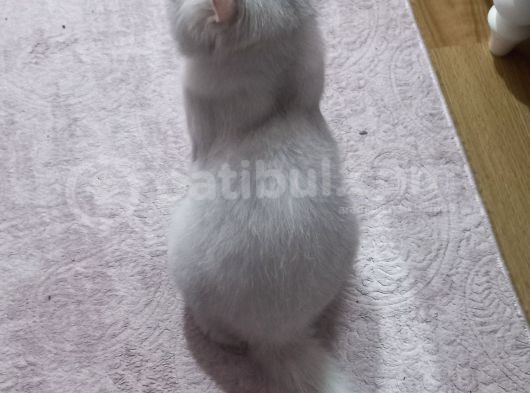 Yeni Sahibini Arıyor görsel
