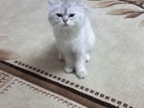 Yeni Sahibini Arıyor