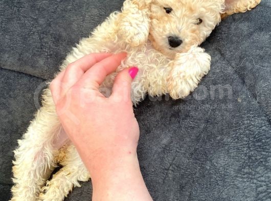 Toy Poodle Di̇şi̇ Mi̇ni̇ Boy görsel
