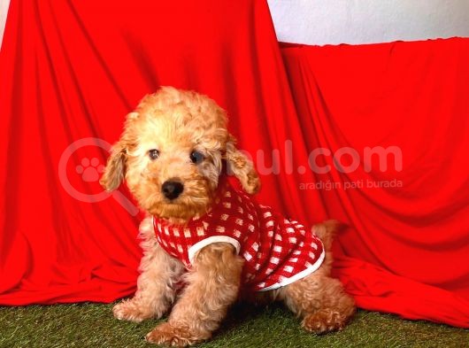 Apri̇cot Toy Poddle görsel