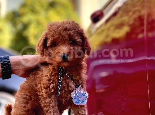 Red Brown Toy Poodle Yavrular görsel