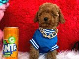 Toy Poodle Redbrown Her Bütçe Uygun Garantili Orjinal