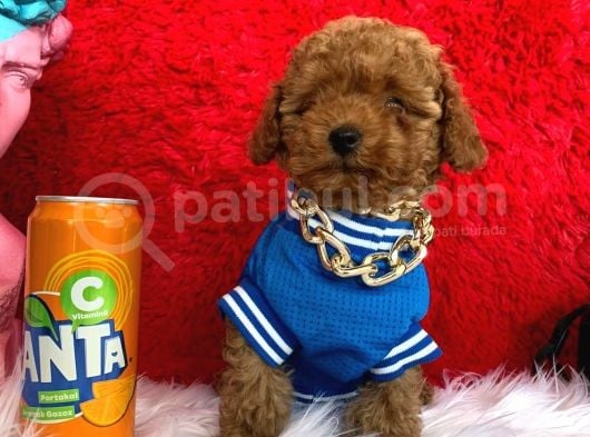 Toy Poodle Redbrown Her Bütçe Uygun Garantili Orjinal görsel